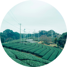 茶葉
