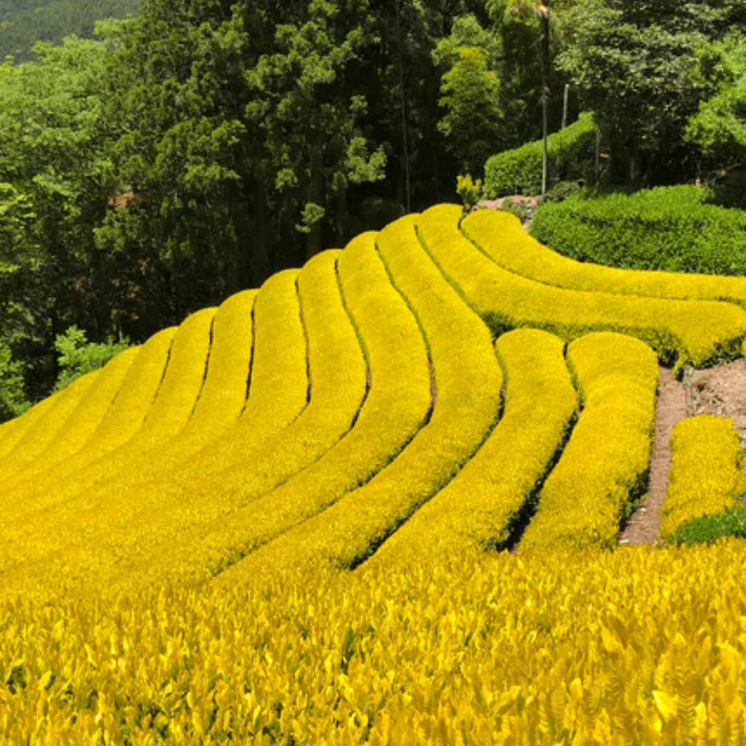 煎茶 黄金みどり